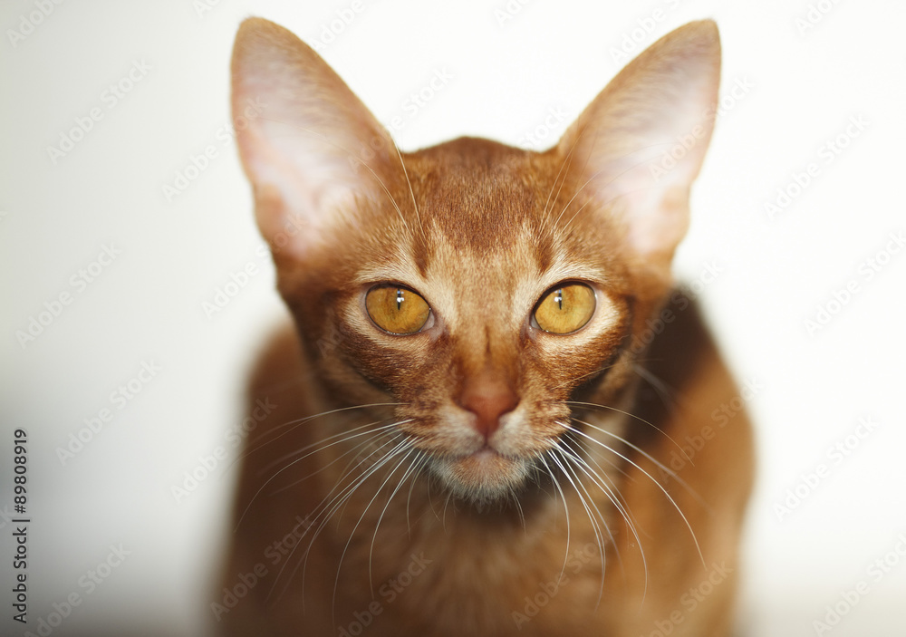 Portrait of red cat.