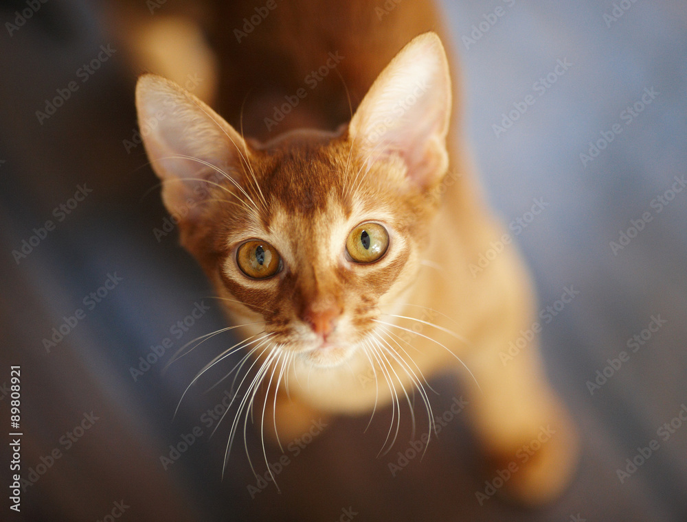 Portrait of red cat. Portrait of red cat.