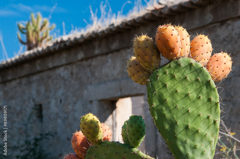 Cactus plant and prickly pears Cactus plant and prickly pears