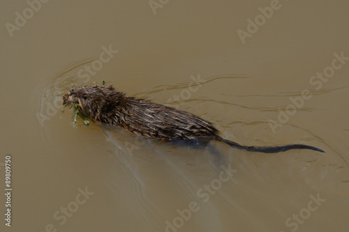 Muskrat with mouthful of vegetation swimming back to nest