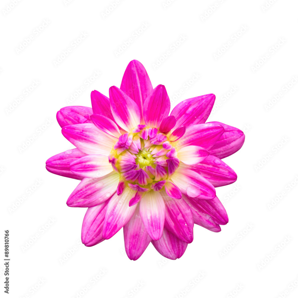 Pink Dahlia Isolated with dew drop