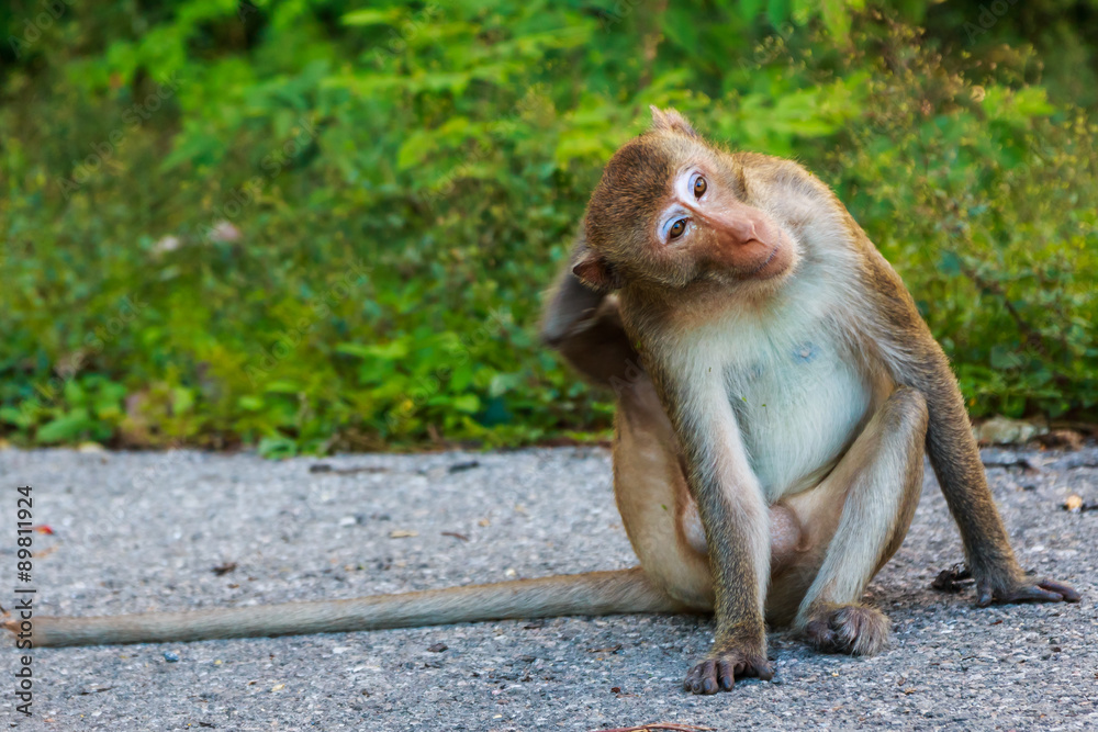 Naklejka premium Monkey Khao Ngoo stone Park Ratchaburi, Thailand.