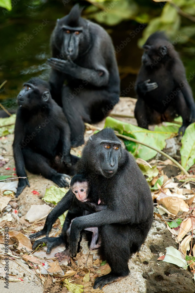 portrait of Celebes crested macaque, Sulawesi, Indonesia portrait of Celebes crested macaque, Sulawesi, Indonesia