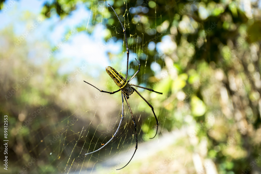 Nephila pilipes, big spider, Bali, Indonesia Nephila pilipes, big spider, Bali, Indonesia