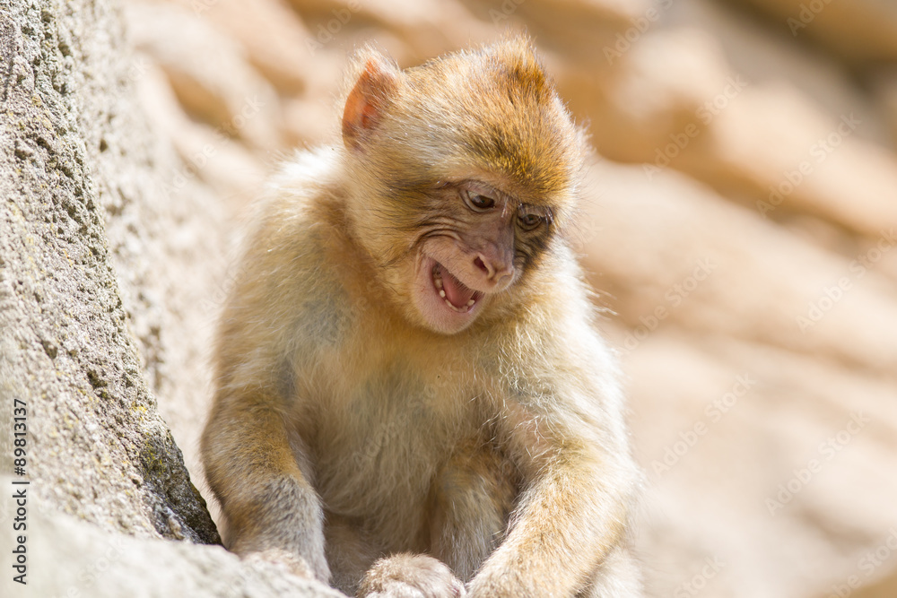 Grumpy Barbary Macaque (Macaca sylvanus)