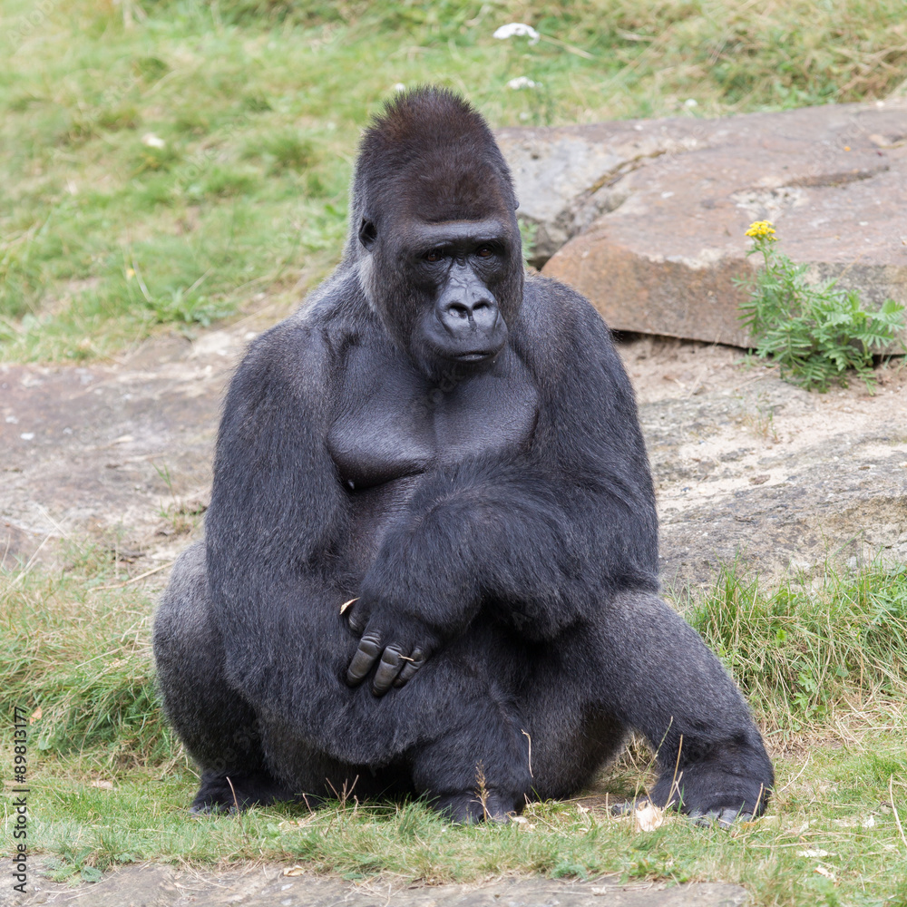 Silver backed male Gorilla