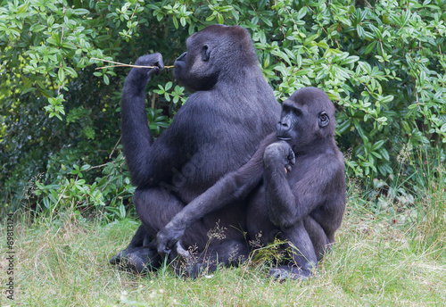 Adult gorilla resting © michaklootwijk