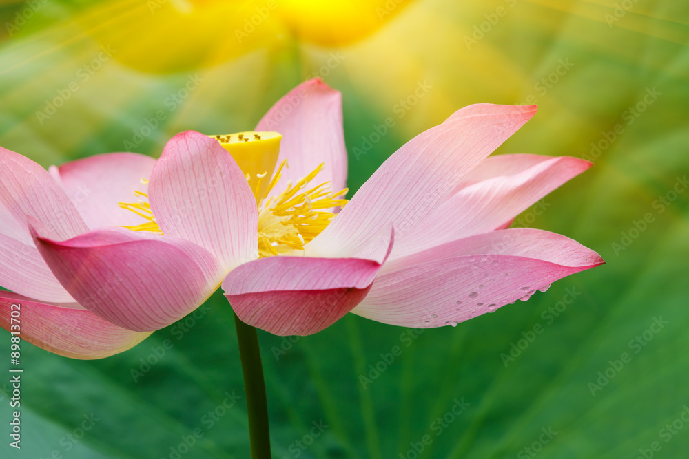 Fototapeta premium Beautiful lotus flowers bloom in the pond