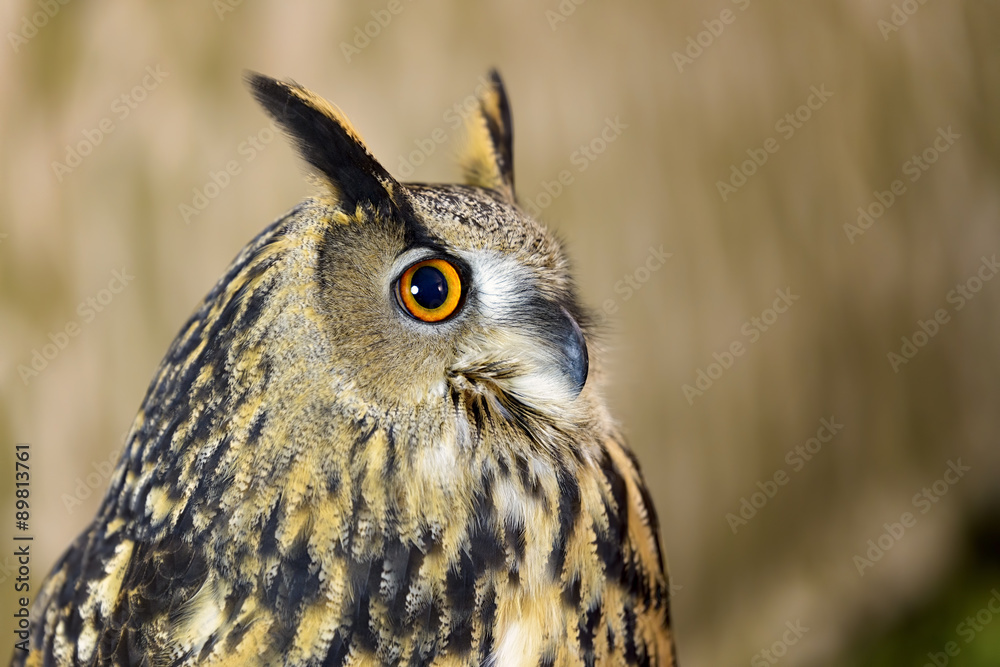 Fototapeta premium owl bird in nature background