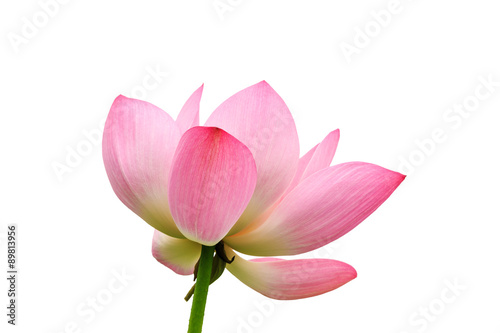Beautiful lotus flowers bloom Background