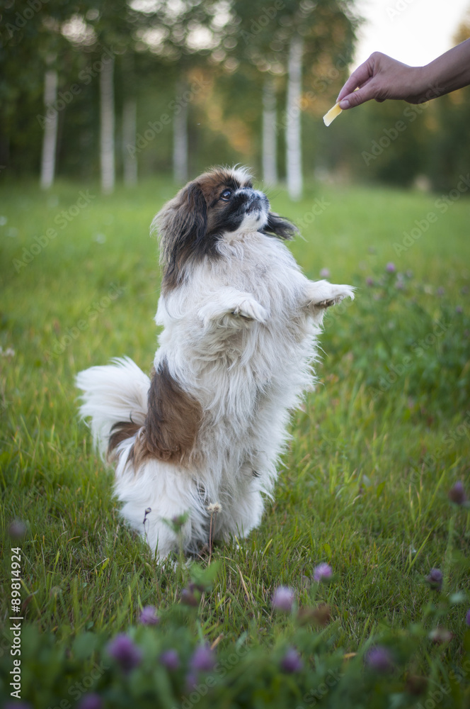 Pekingese Pekingese