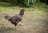 Thai brown hen living in nature