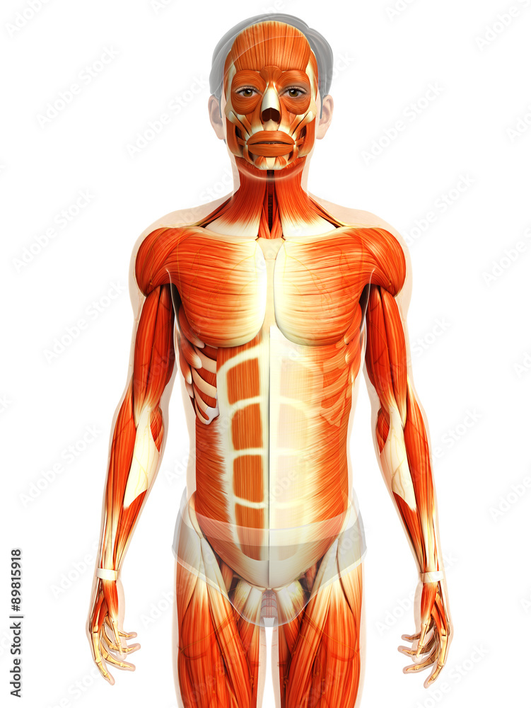 3d rendered illustration of male muscles anatomy 3d rendered illustration of male muscles anatomy