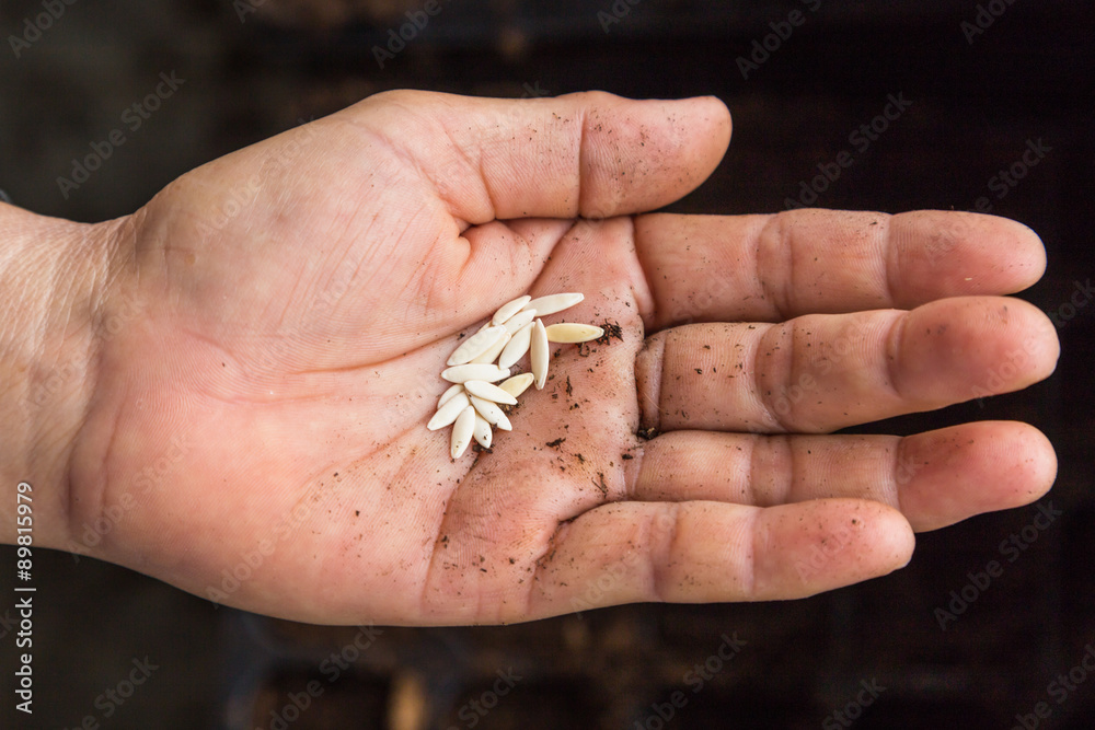 close up cucunber seeds on hand woman close up cucunber seeds on hand woman
