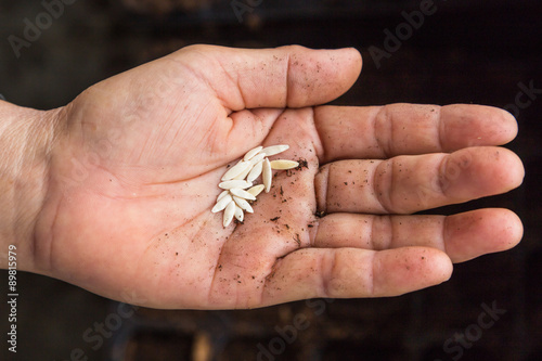 close up cucunber seeds on hand woman