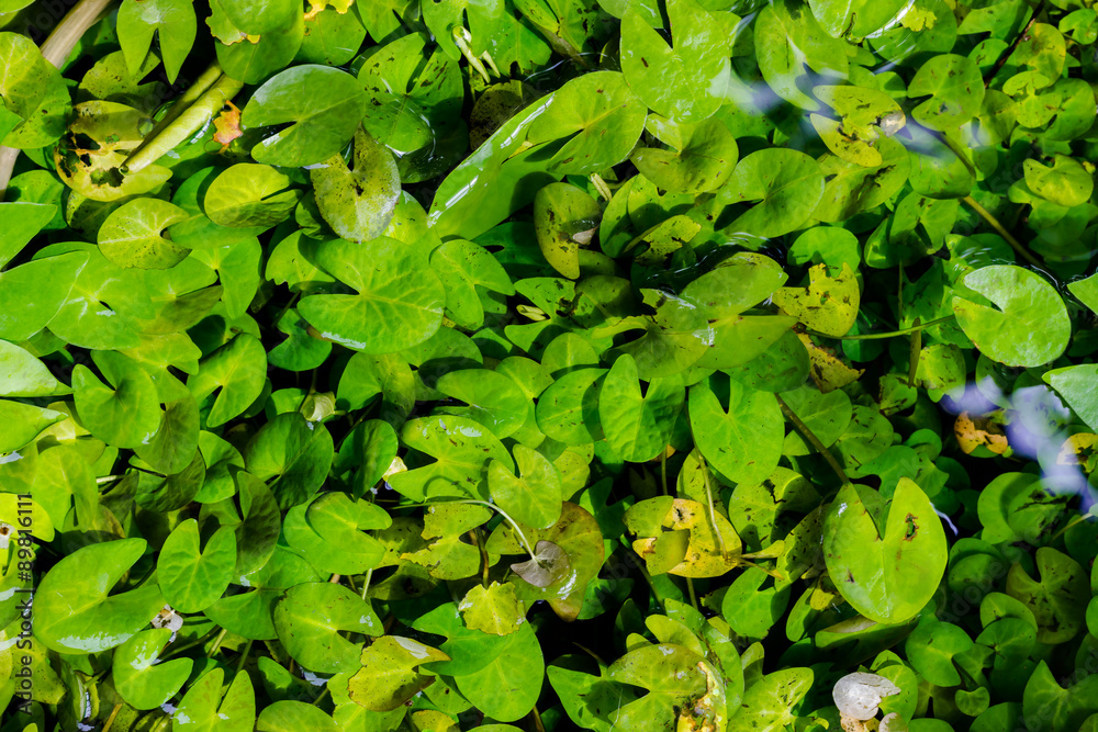Small bright green lotus leaves in the clear pond Small bright green lotus leaves in the clear pond