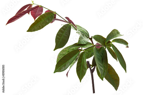 'Chinese Croton' or 'Excoecaria cochinchinensis Lour' (scientic names), isolated on white background and clipping path photo