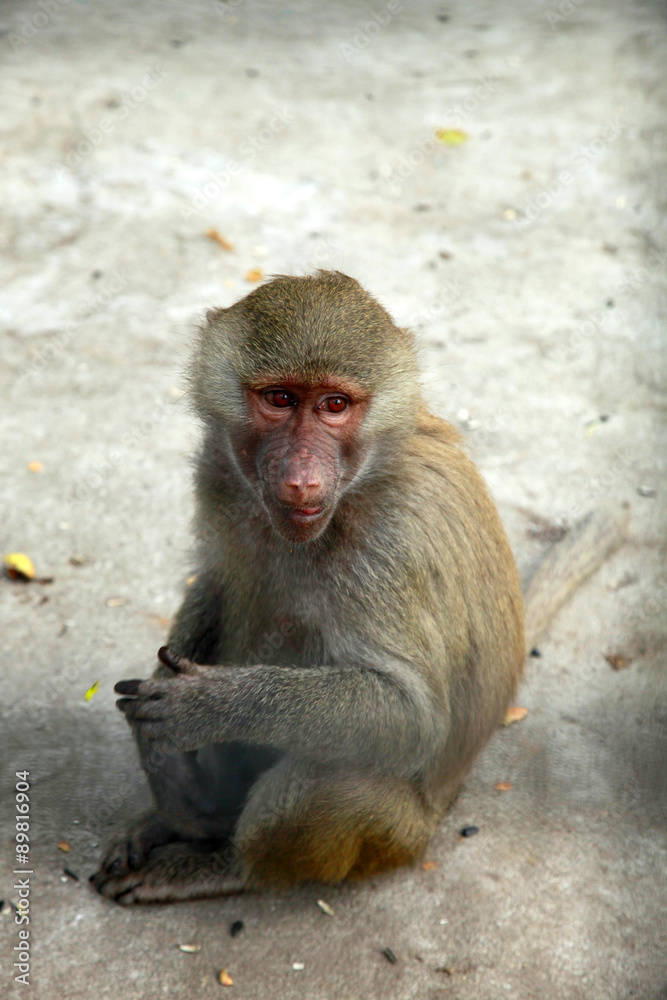 monkey monkey