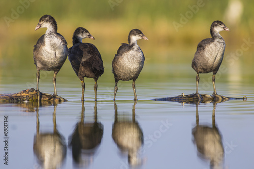 Young coots photo
