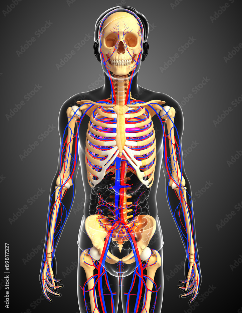 male skeletal circulatory system male skeletal circulatory system