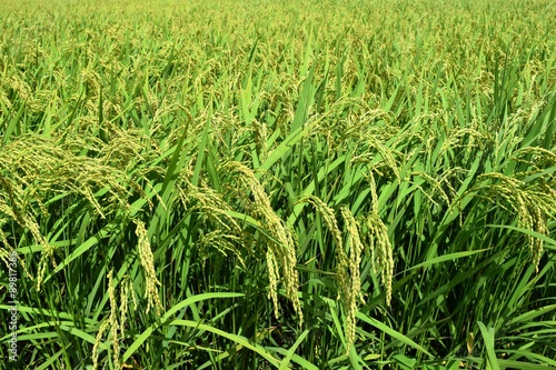 実り始めた田園風景／山形県の庄内地方で、稲が実り始めた田園風景を撮影した写真です。