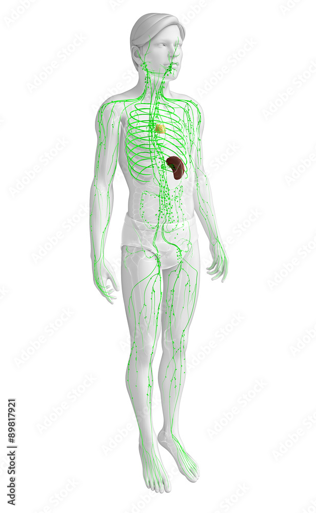 Lymphatic system of male body