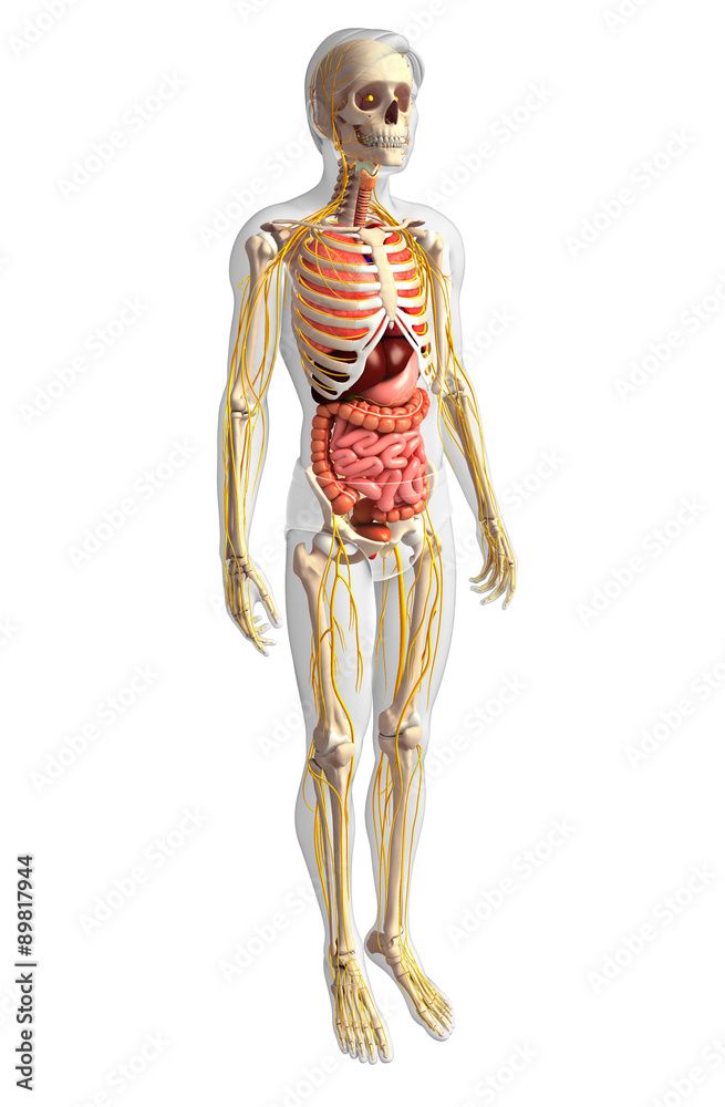 Male skeleton with nervous and digestive system artwork Male skeleton with nervous and digestive system artwork