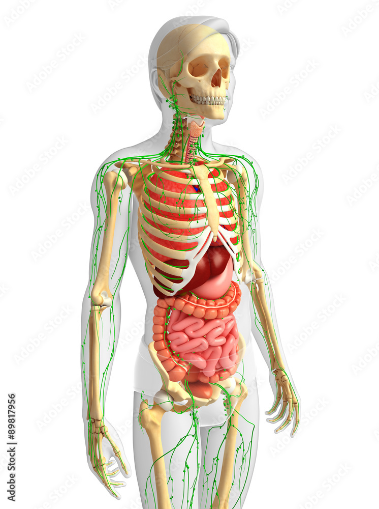 Lymphatic, skeletal and digestive system of Male body artwork Lymphatic, skeletal and digestive system of Male body artwork