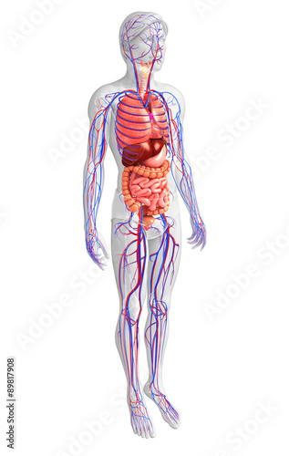 Digestive and circulatory system of male body