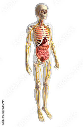 Male skeleton with nervous and digestive system artwork