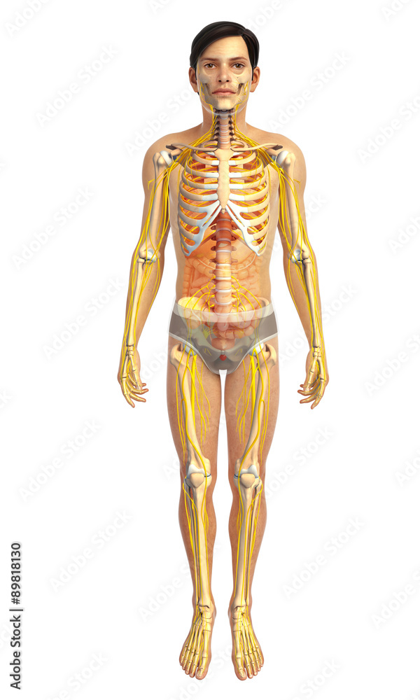 3d rendered illustration of male skeletal anatomy 3d rendered illustration of male skeletal anatomy