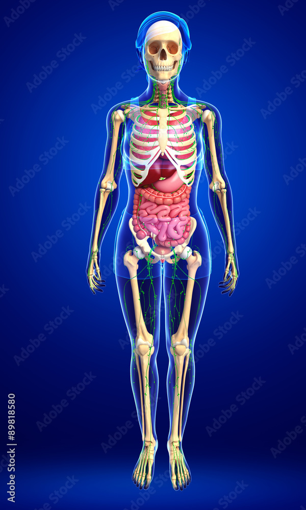 Lymphatic, skeletal and digestive system of Female body artwork Lymphatic, skeletal and digestive system of Female body artwork