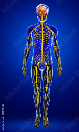 Male nervous system artwork © pixdesign123