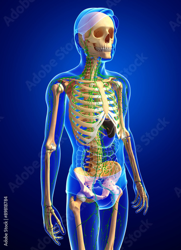 Lymphatic system of human skeleton artwork