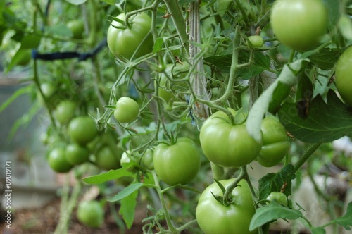 Богатый урожай. Много Помидоров. Здоровое питание. A rich harvest. A Lot Of Tomatoes. Healthy nutrition.