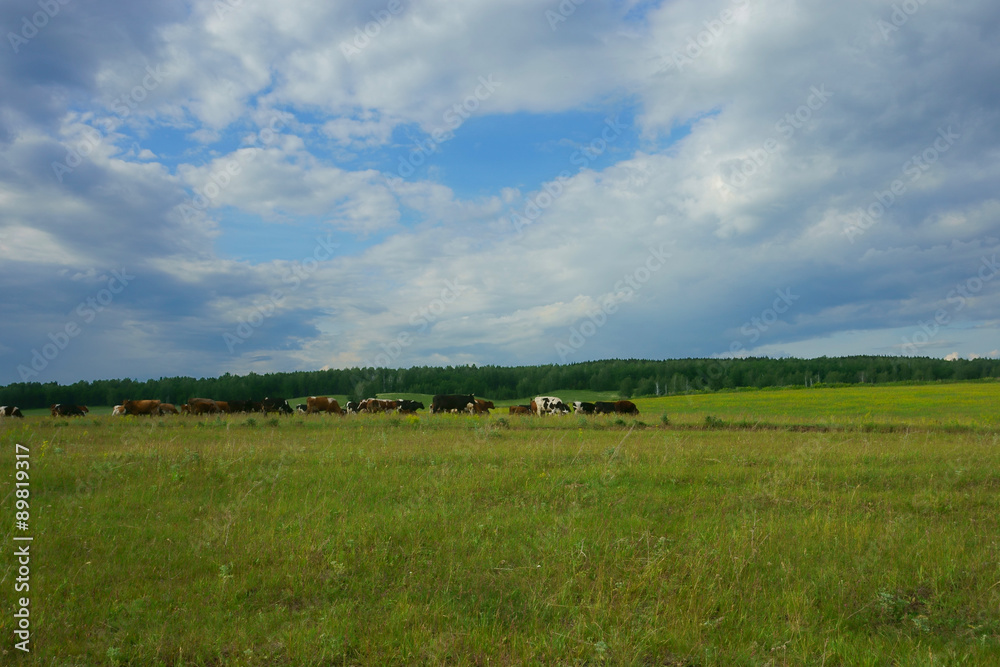 Cows in the field