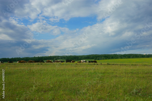 Cows in the field © anji77702