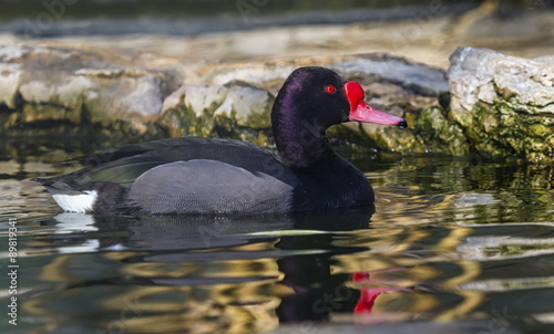 Rosy-billed or rosybill pochard duck, netta peposaca