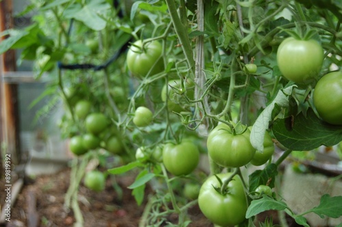 Богатый урожай. Много Помидоров. Здоровое питание. A rich harvest. A Lot Of Tomatoes. Healthy nutrition.