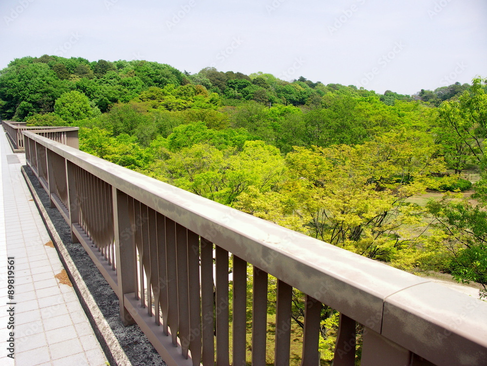 橋の上から見る林風景