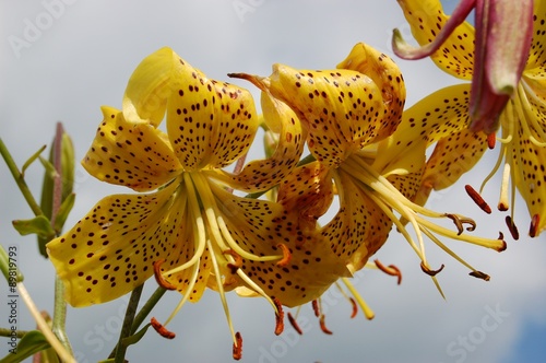 Golden-yellow garden lily on a background of Grey sky Золотисто- Желтая Лилия на фоне серого  неба