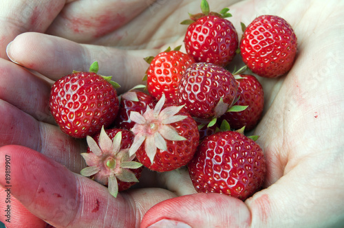 Strawberries in hand photo