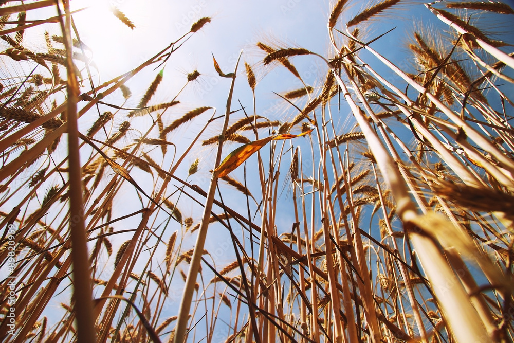 Wheat field from below with blues sky Wheat field from below with blues sky
