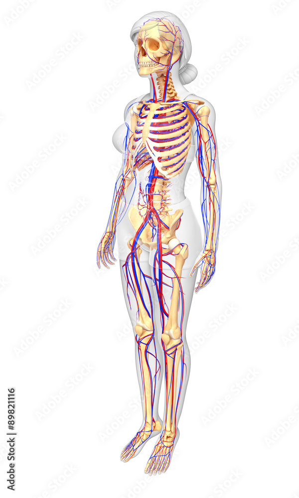 female skeletal circulatory system female skeletal circulatory system