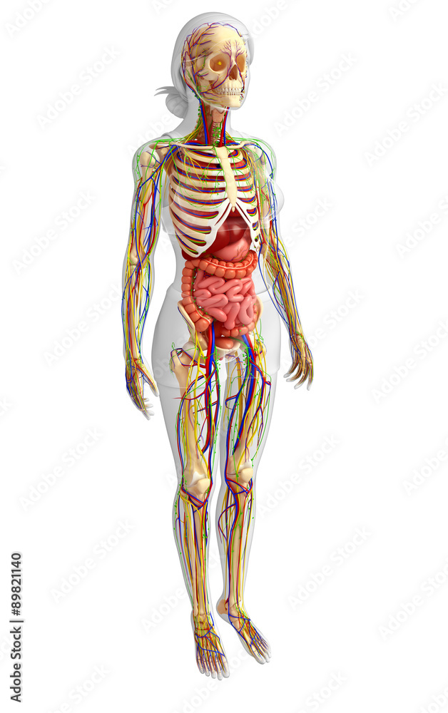 Fototapeta premium Lymphatic, skeletal, nervous and circulatory system of female bo