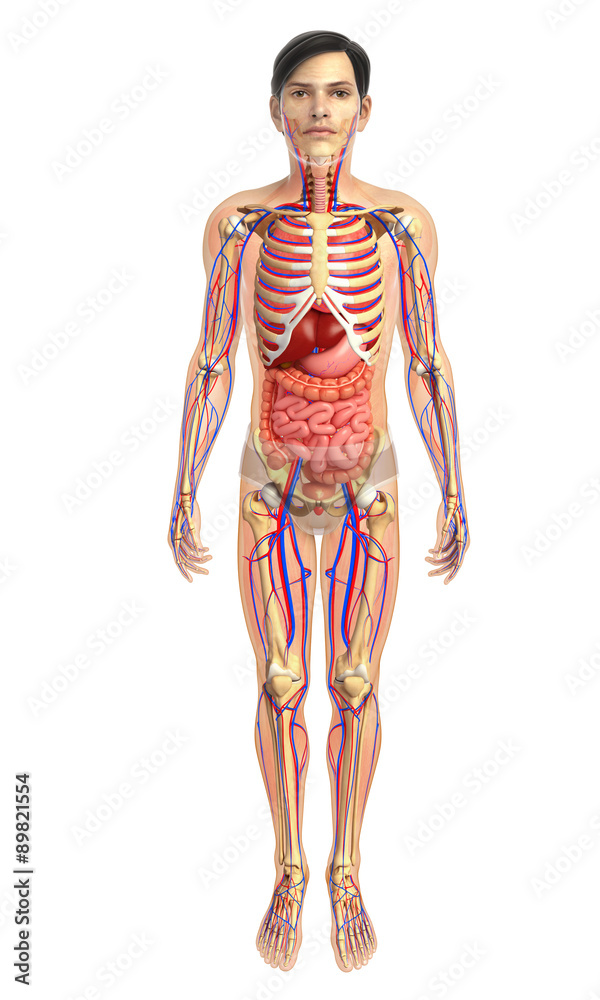 3d rendered illustration of male digestive system 3d rendered illustration of male digestive system
