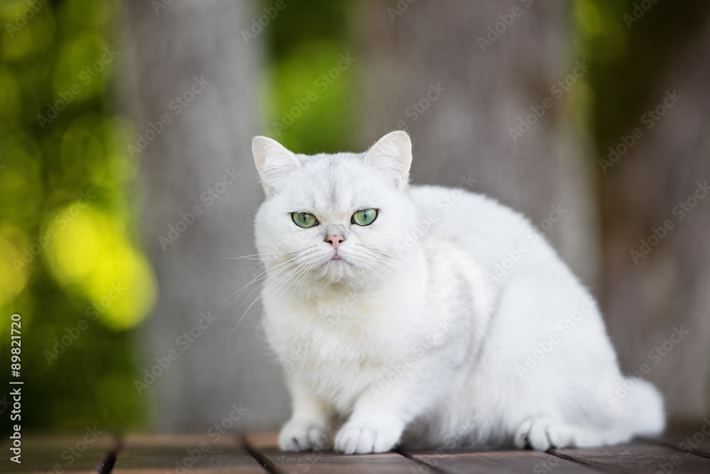 adorable british shorthair cat outdoors