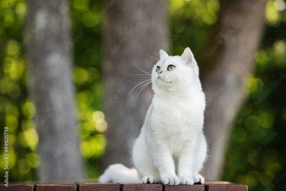 Naklejka premium adorable british shorthair cat outdoors