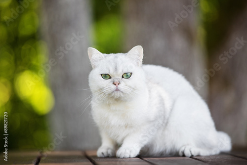 Billede på lærred adorable british shorthair cat outdoors
