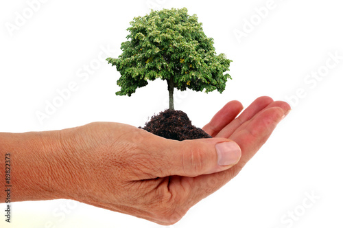 Un arbre dans la main